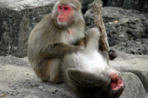 macaque Don't Be Dirty