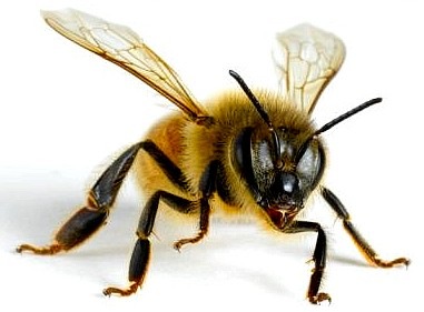 Never Google 'Bee Nipples' Having Googled Bee Nipples, I Could Have Put Something Far More Explicit Here
