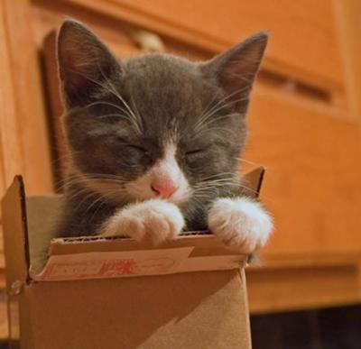 Stop looking at the cuteness