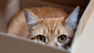 7 Things Your Cat Wants You To Buy From Amazon