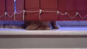More Cat Sitting