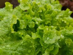 Wet Lettuce