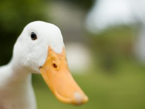 Duck